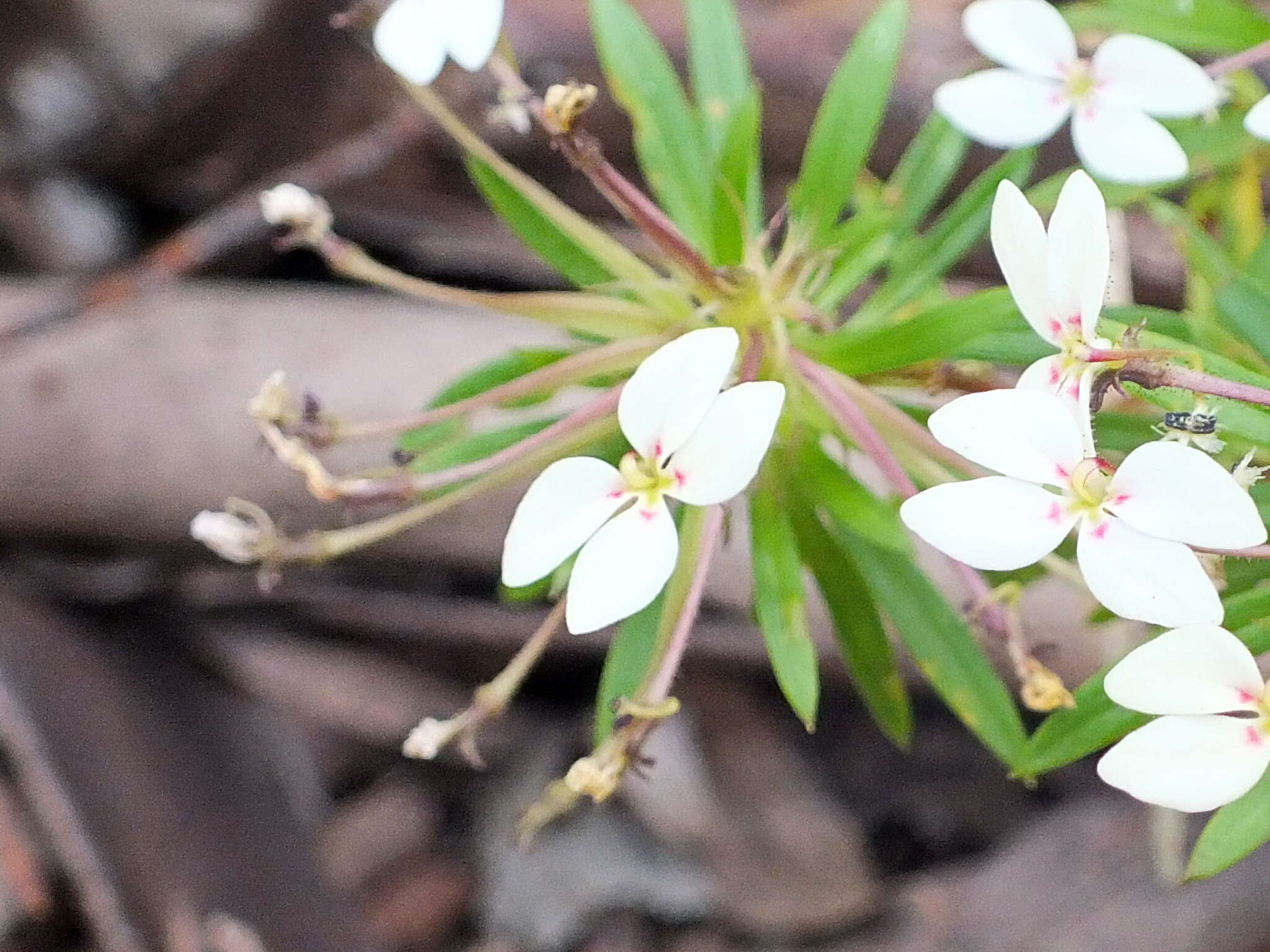 Sivun Stylidium adnatum R. Br. kuva