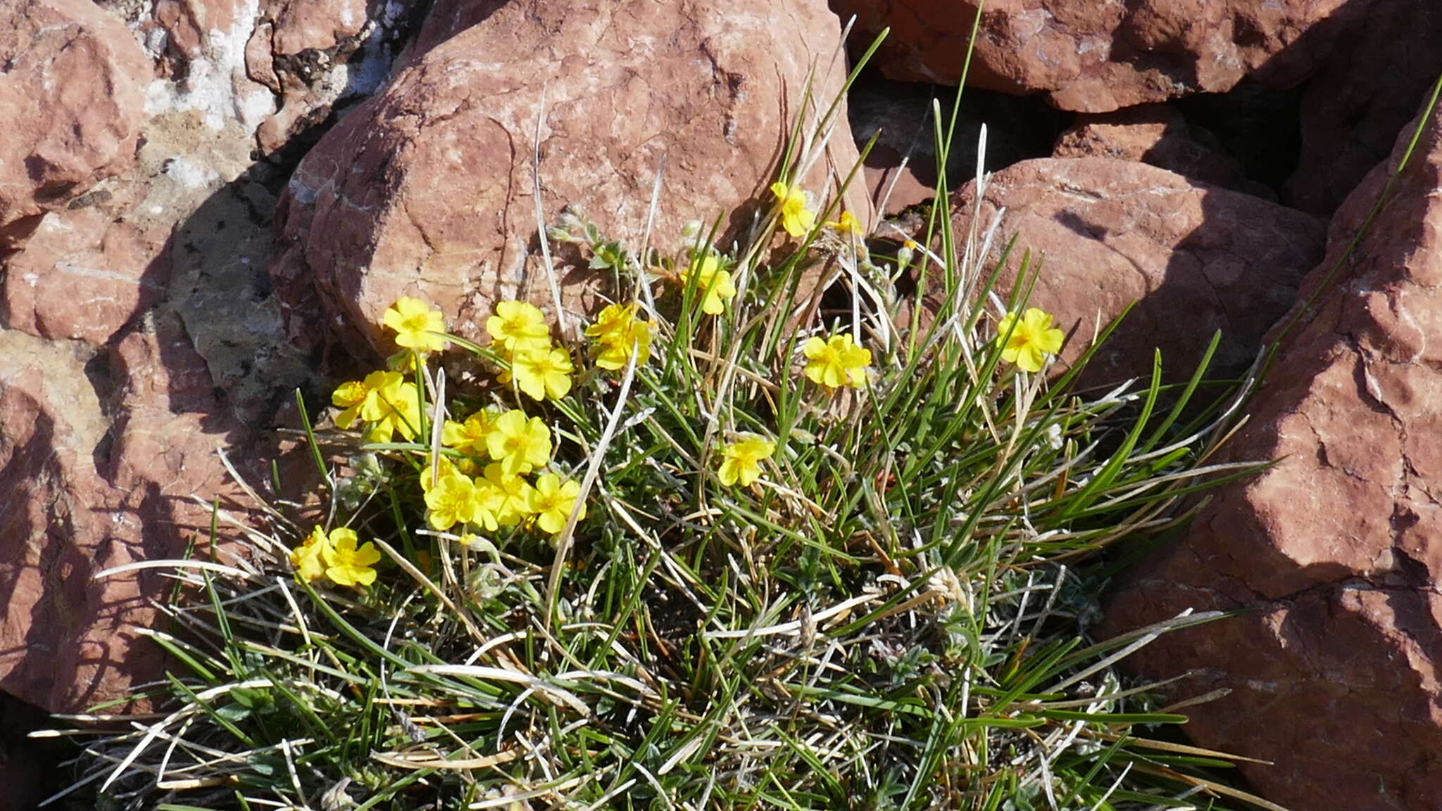 Imagem de Helianthemum alpestre (Jacq.) DC.