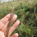 Image of needlegrass