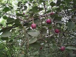 Image de Capparis grandis L. fil.