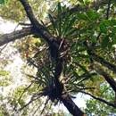 Image of Aechmea costantinii (Mez) L. B. Sm.