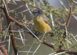 Image of Cape Penduline Tit