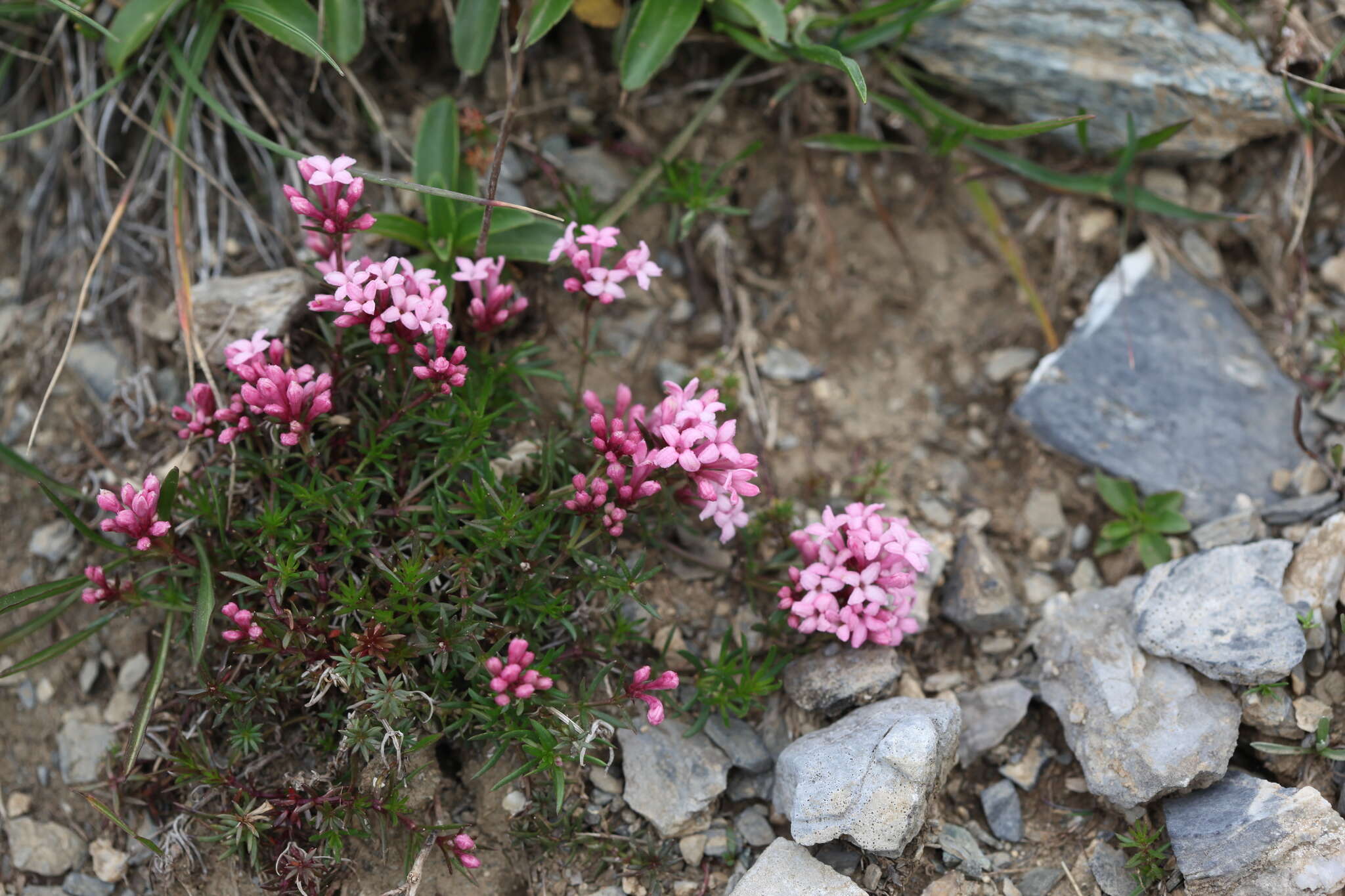 Image of Asperula cristata (Sommier & Levier) V. I. Krecz.