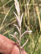 Plancia ëd Aloe bergeriana (Dinter) Boatwr. & J. C. Manning