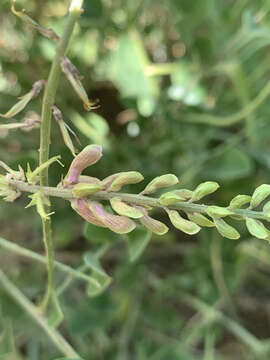 Image of <i>Indigofera <i>schimperi</i></i> Jaub. & Spach var. schimperi