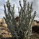 Image of Ruschia perfoliata (Mill.) Schwant.