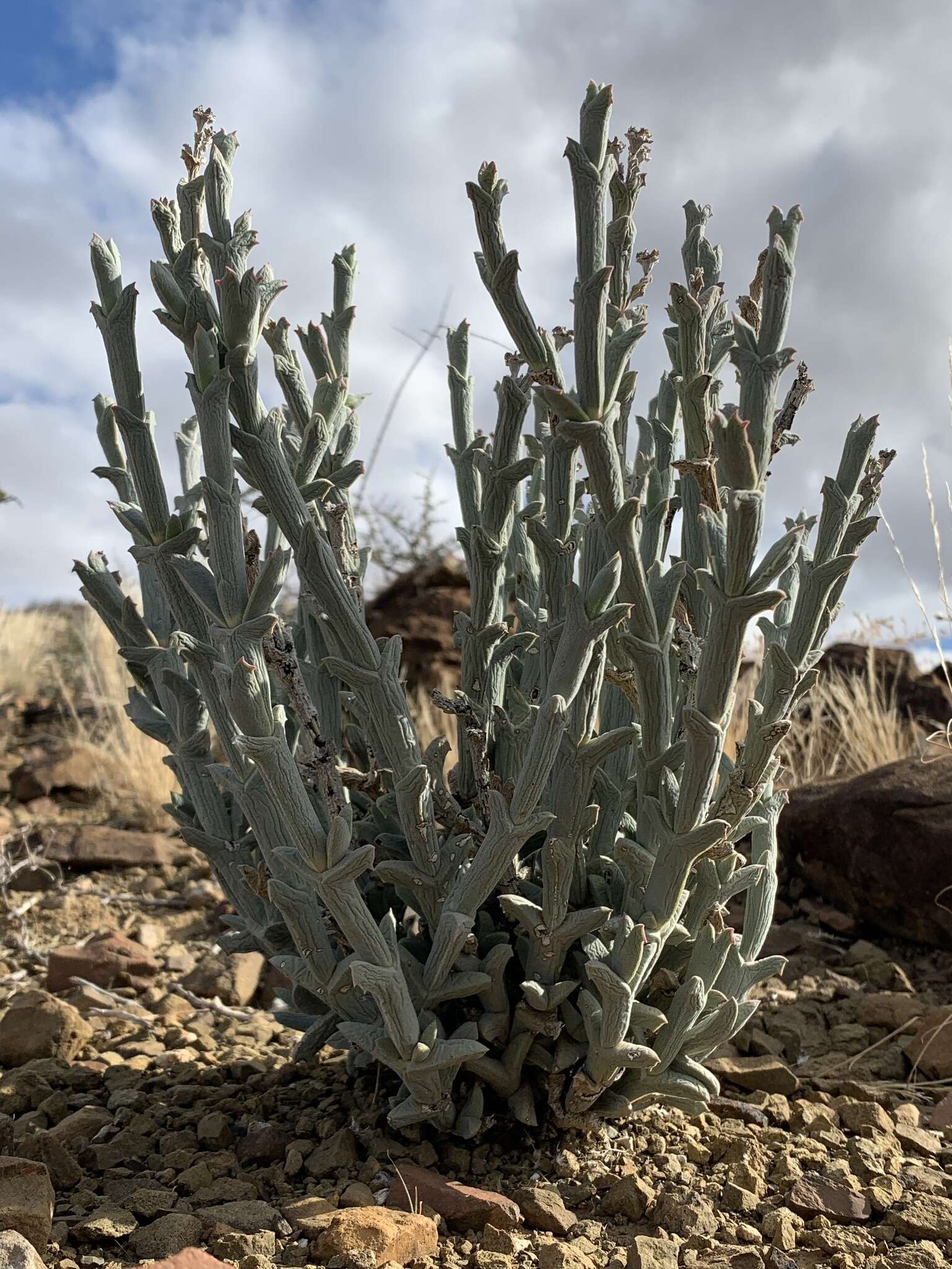 Imagem de Ruschia perfoliata (Mill.) Schwant.