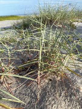 Image of gulf bluestem