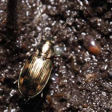 Imagem de Bembidion (Notaphus) varium (G. A. Olivier 1795)