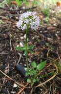 Image of <i>Valeriana tripteris</i>