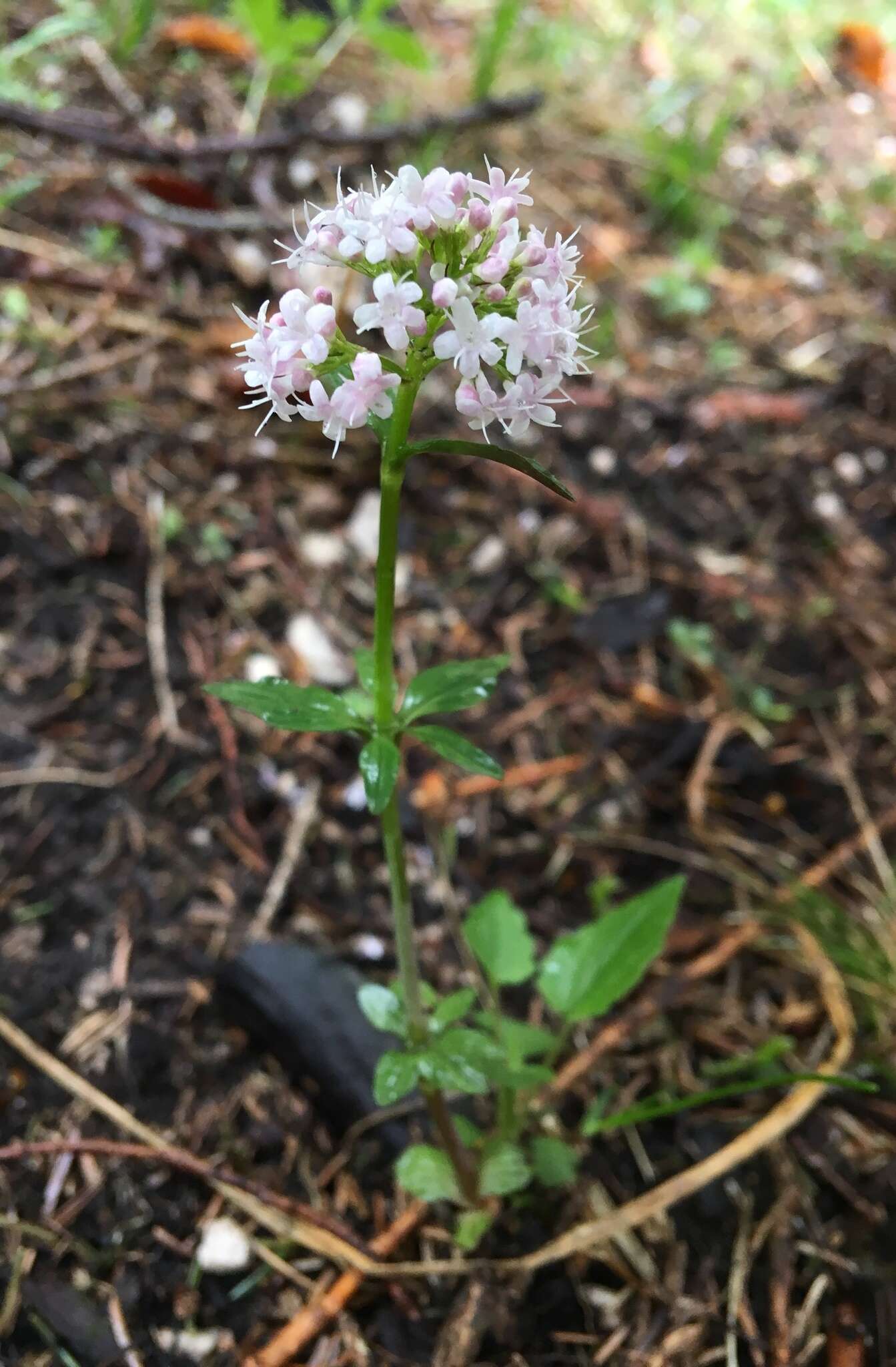 Image of <i>Valeriana tripteris</i>