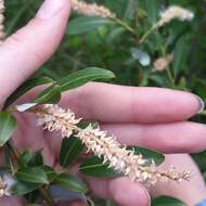 Image of Almond-leaved Willow