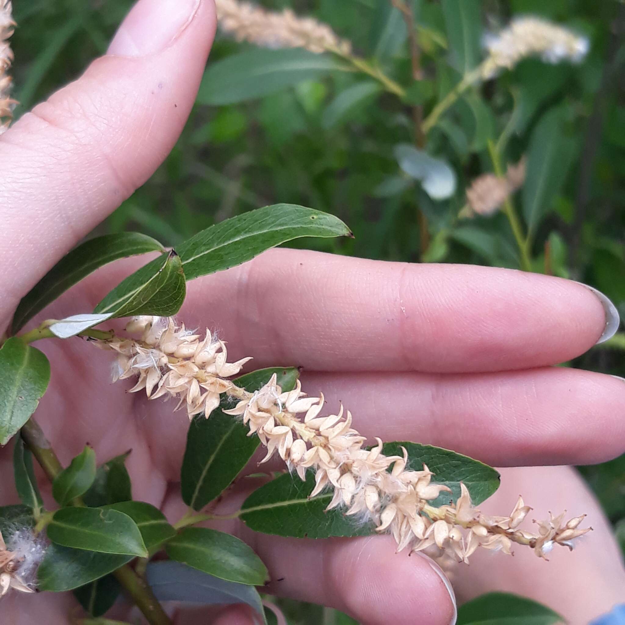 Imagem de Salix triandra L.