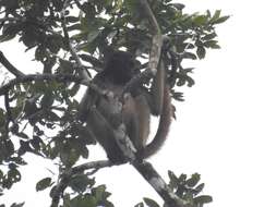 Image of Long-haired Spider Monkey