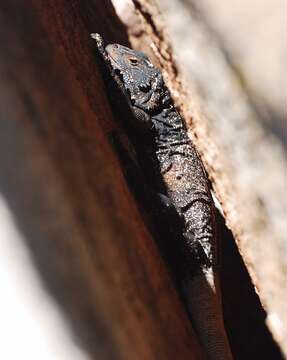 Image of Common Chuckwalla