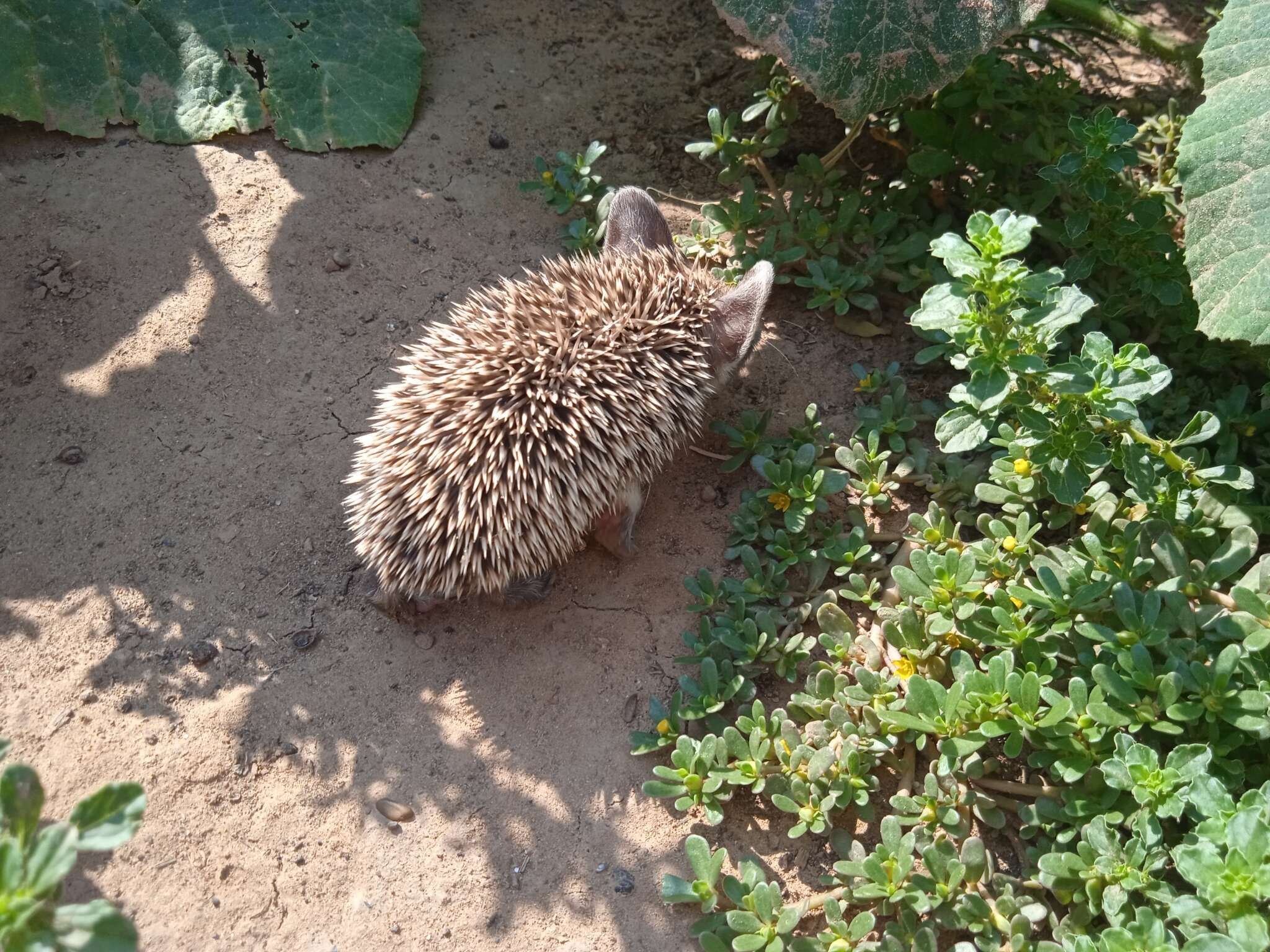 Image of Steppe Hedgehogs