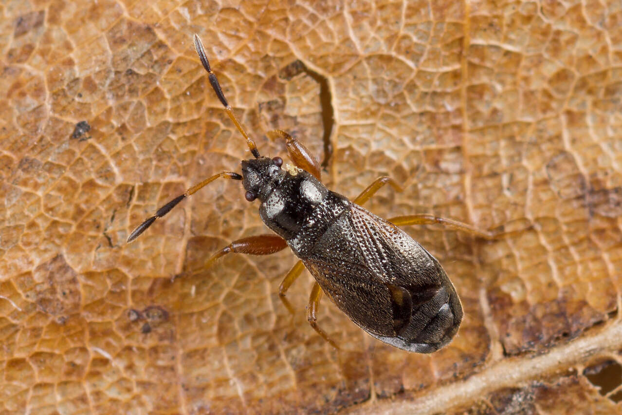 Megalonotus (Megalonotus) antennatus (Schilling 1829) resmi