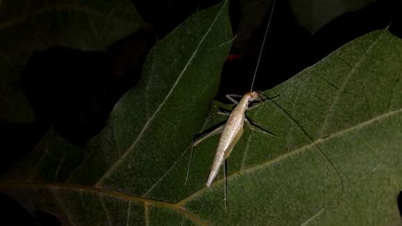 Image of Davis's Tree Cricket