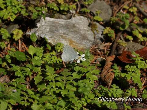 Image of Celastrina argiolus caphis (Fruhstorfer (1922))