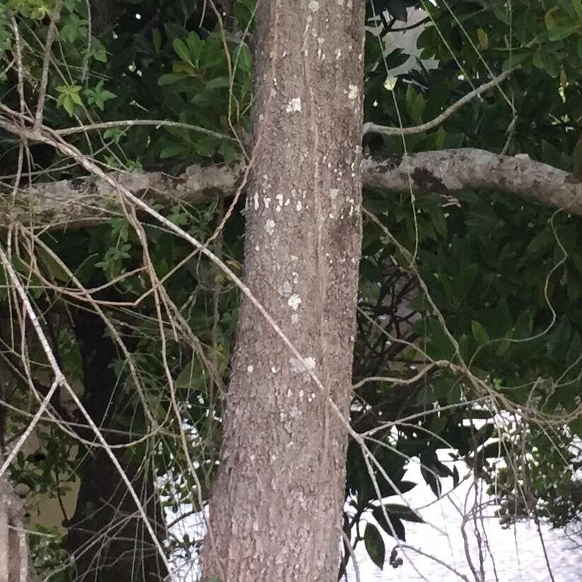 Imagem de Casuarina glauca Sieber