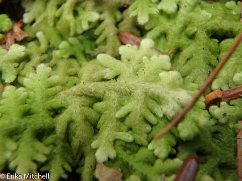 Image of Handsome Woollywort