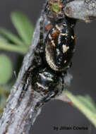 Image of Phidippus californicus Peckham & Peckham 1901