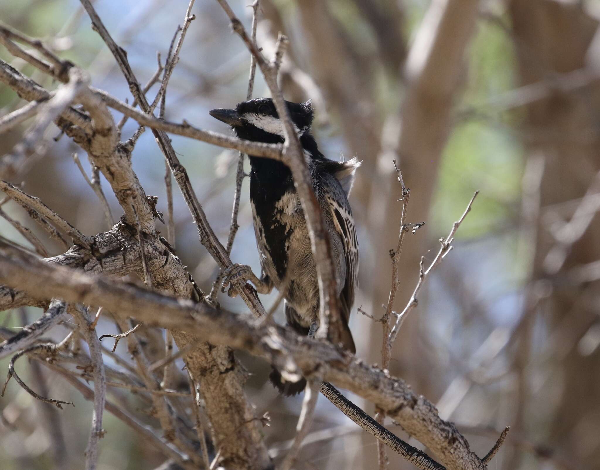 Plancia ëd Melaniparus cinerascens (Vieillot 1818)