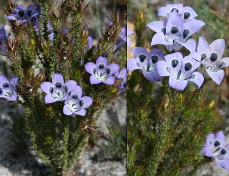 Image of Roella ciliata L.