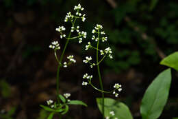 صورة Valeriana sorbifolia Kunth