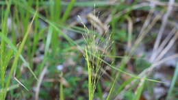 Image of wiry panicgrass