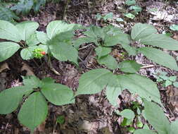 Panax quinquefolius L. resmi