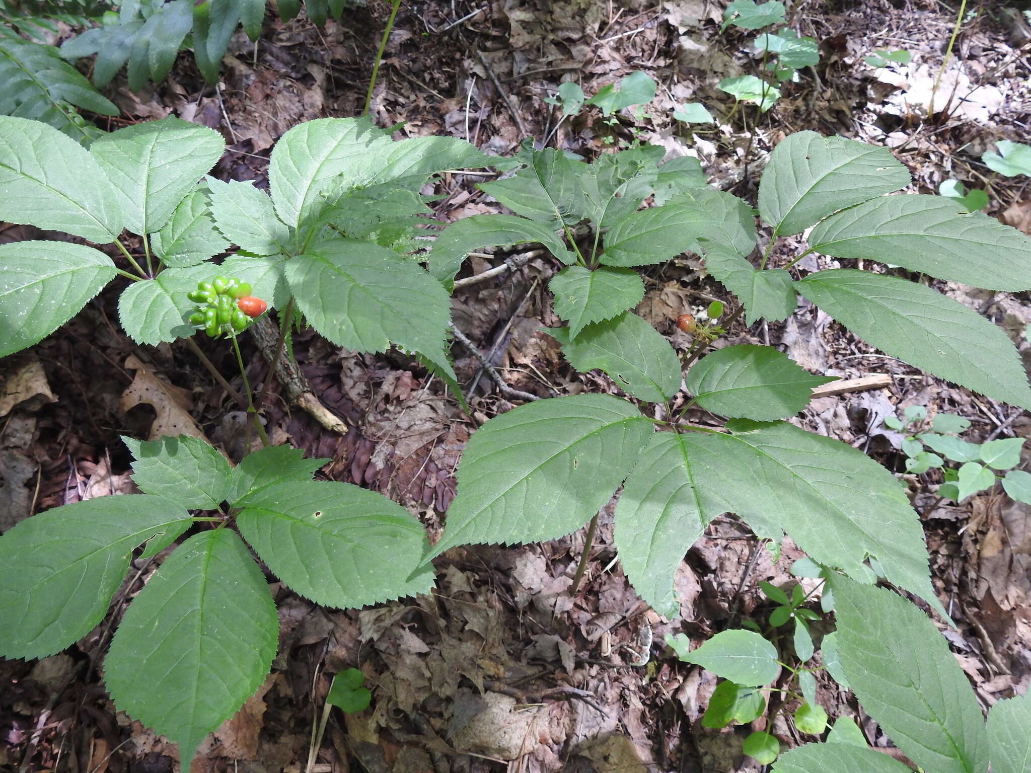 Image of American ginseng