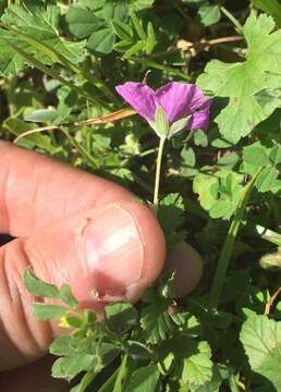 Image of Texas stork's bill