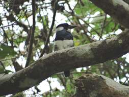 Image of Black-breasted Puffbird