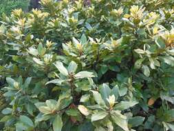 Image of Azores laurel