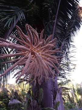 Image of cohune palm