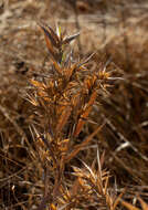 Imagem de Panicum scabriusculum Elliott