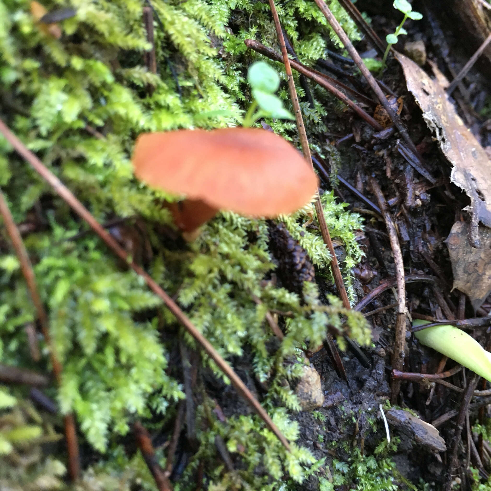 Image of Laccaria laccata (Scop.) Cooke 1884