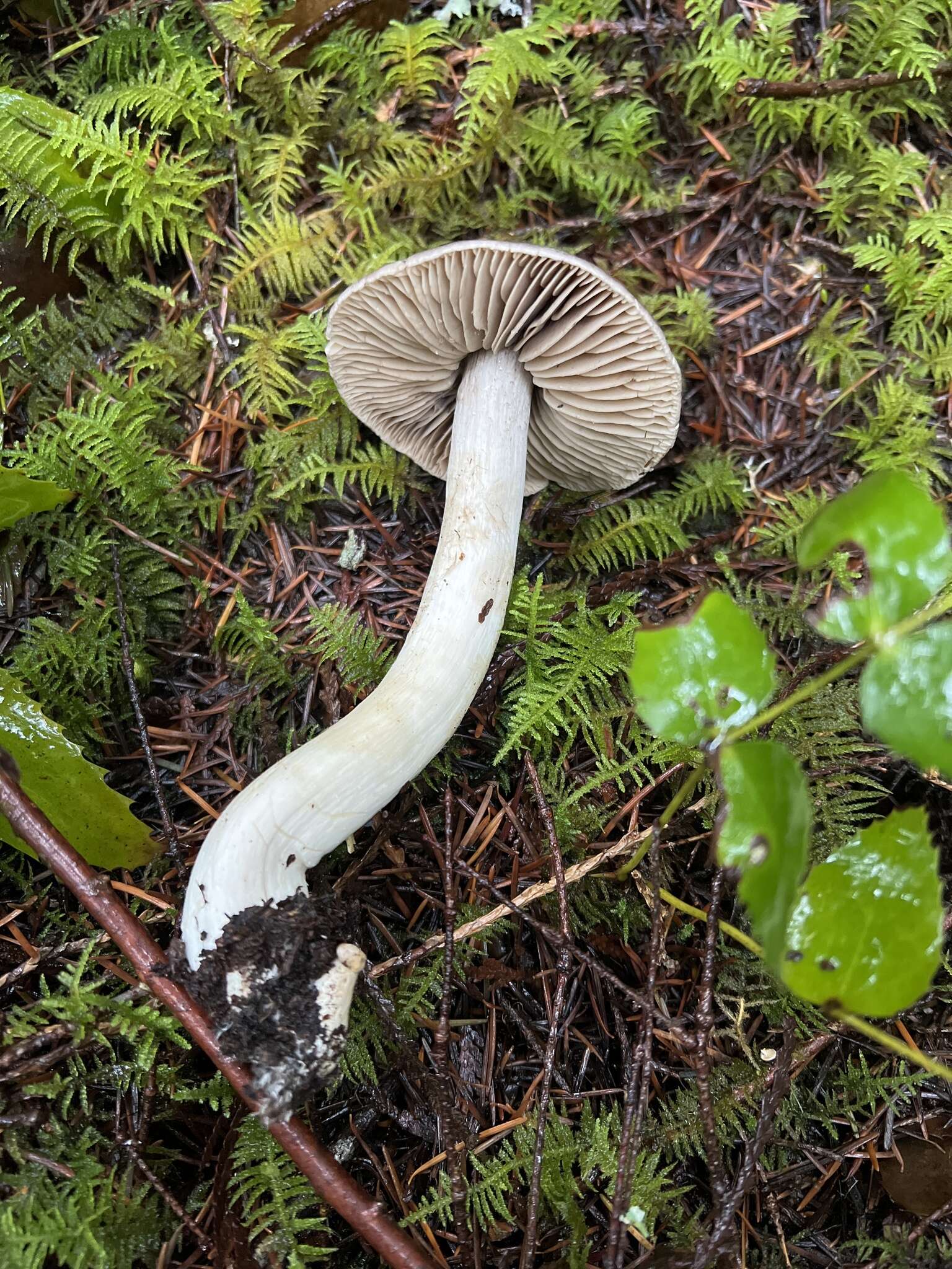 Image of Tricholoma atroviolaceum A. H. Sm. 1944