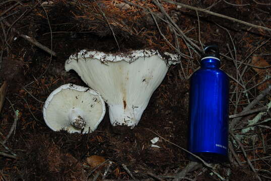 Image of Russula brevipes Peck 1890