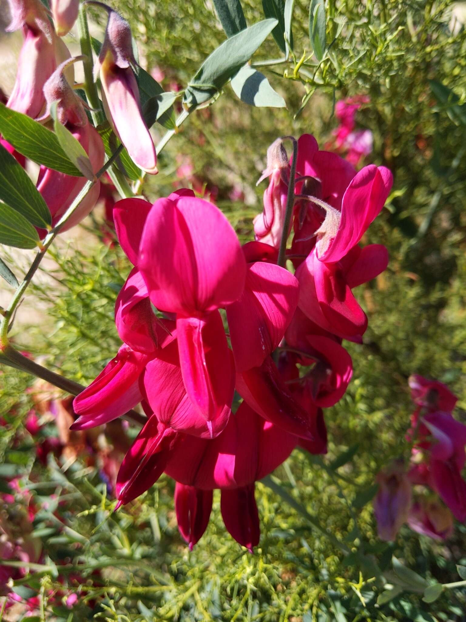 Imagem de Lathyrus splendens Kellogg