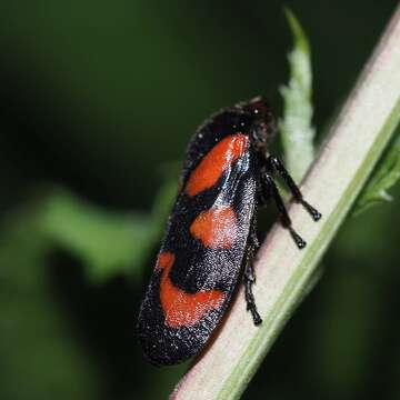 Image of Red-and-black Froghopper