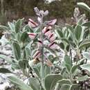 Plancia ëd Lupinus westianus var. aridorum (Beckner) Isely