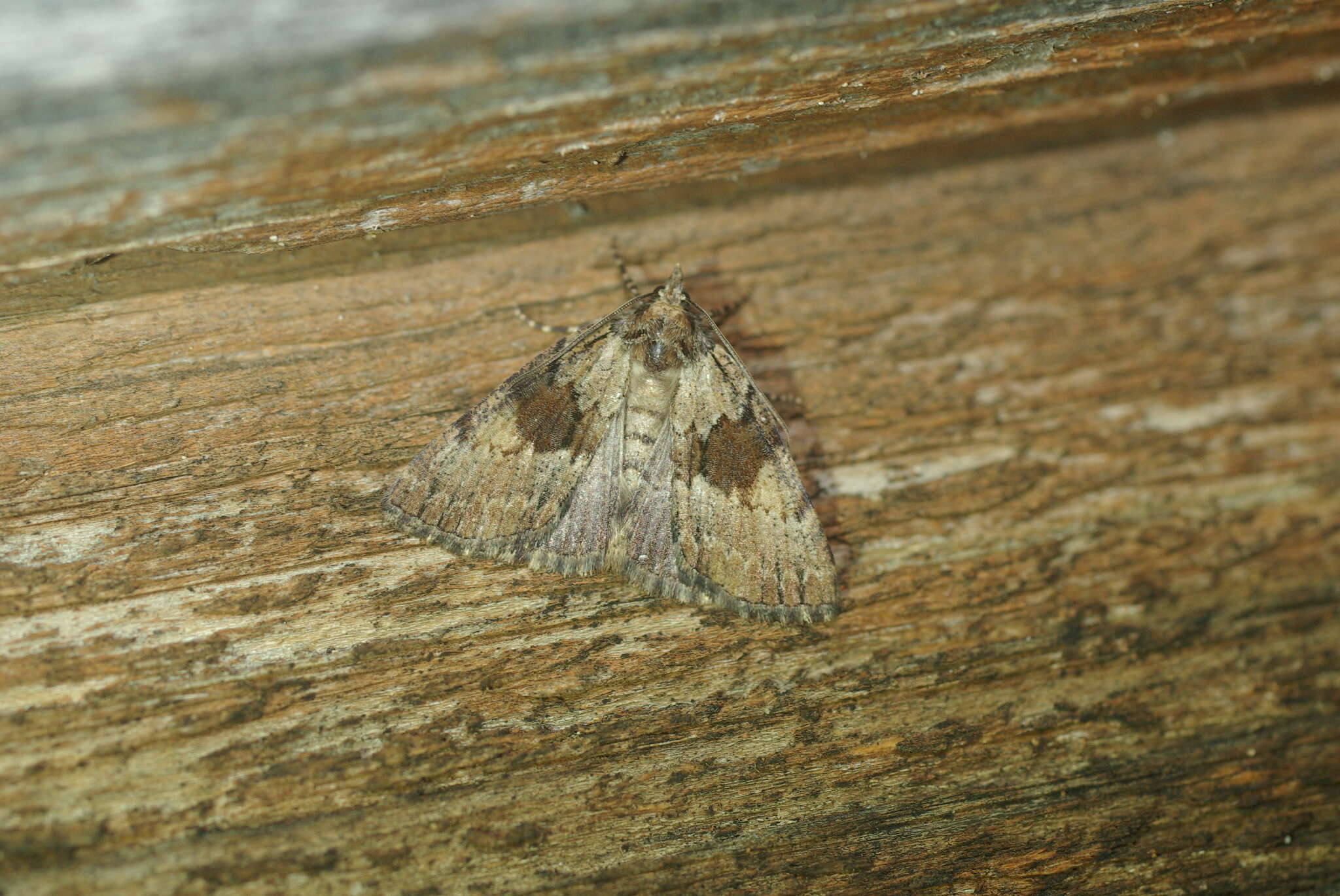 Image de Smyriodes Guenée