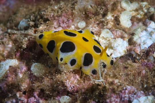 Image of Phyllidia polkadotsa Brunckhorst 1993