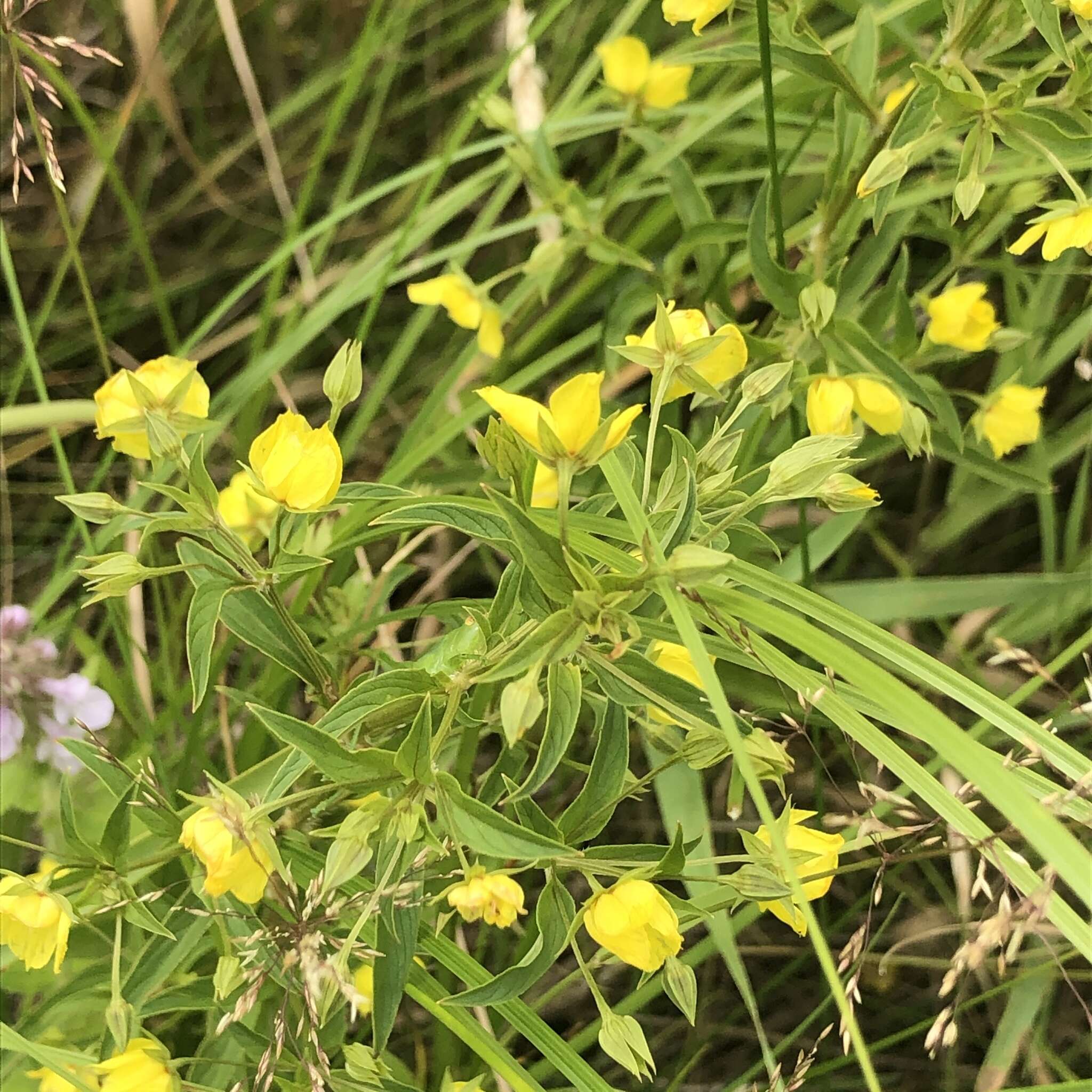 Image of Lowland Yellow-Loosestrife