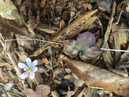 Image of roundlobe hepatica