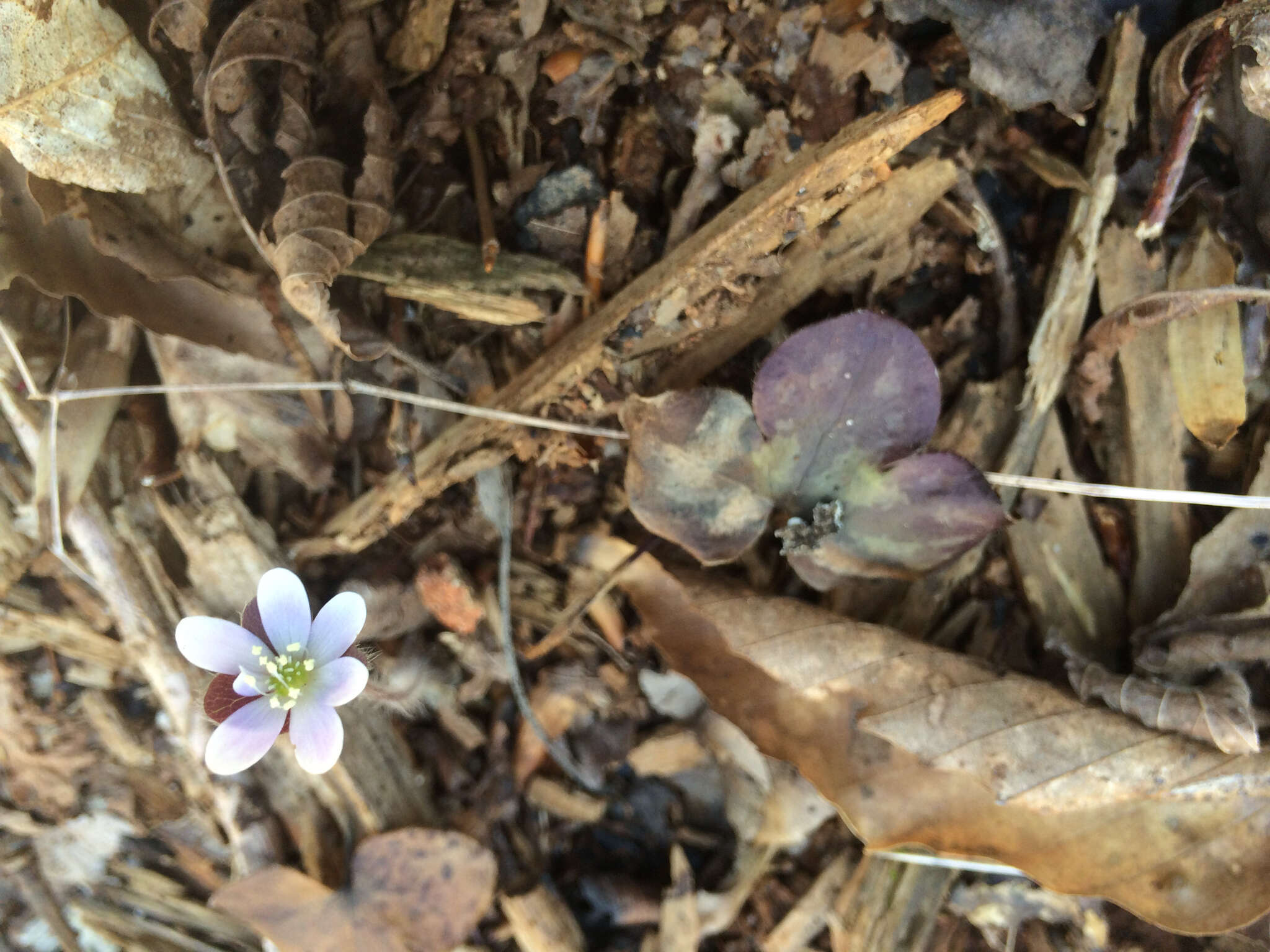 Image of roundlobe hepatica