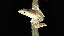 Image of File-Eared Tree Frog