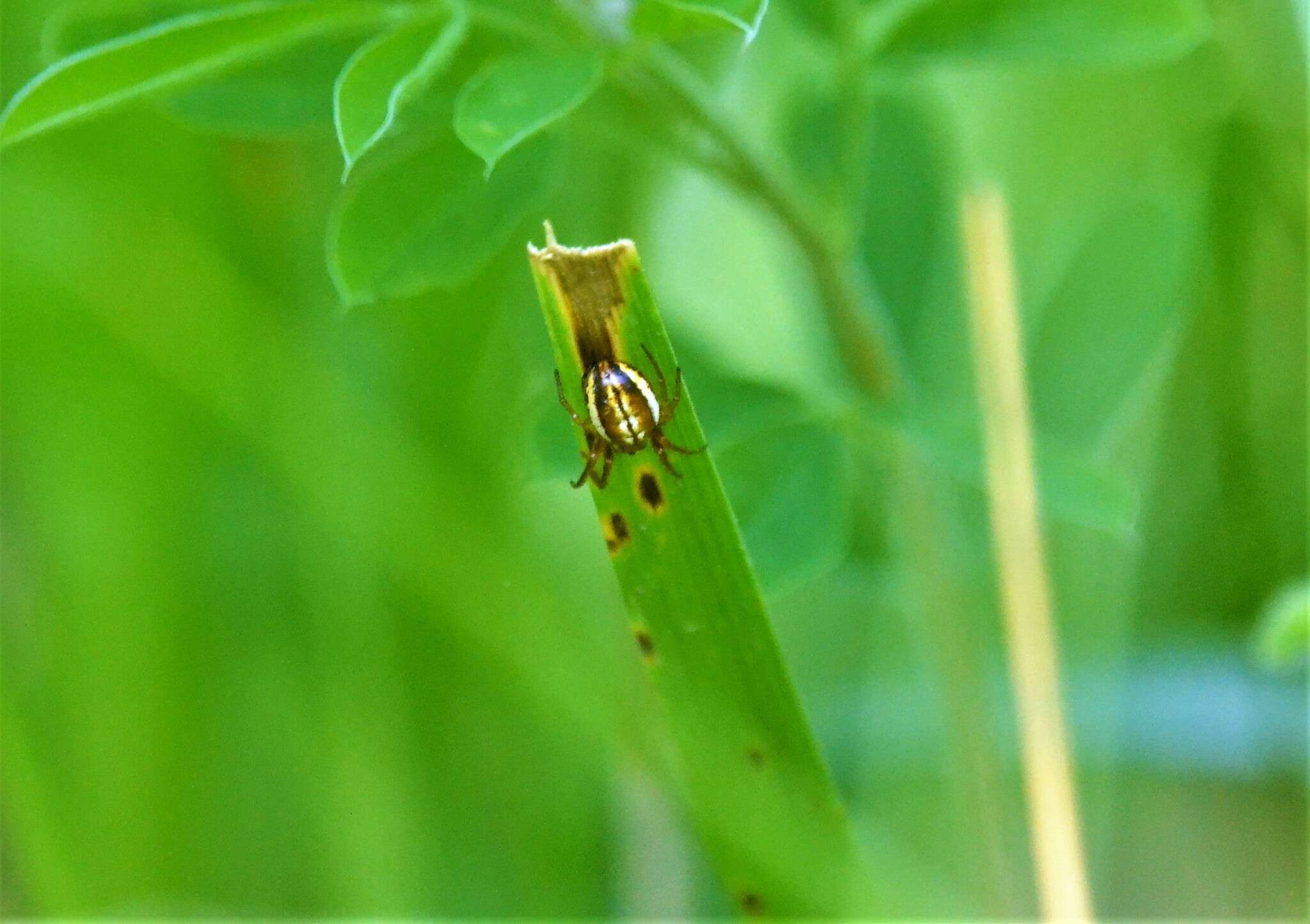 Image of Araneus pratensis (Emerton 1884)